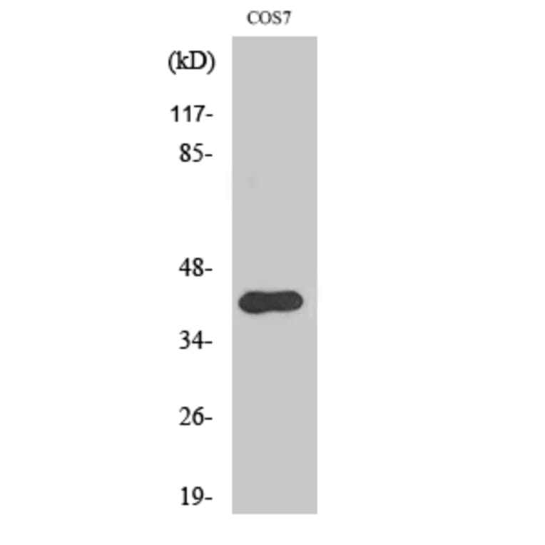 Western Blot - Anti-CrkII (phospho Tyr221) Antibody (A0066) - Antibodies.com