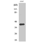 Western Blot - Anti-CrkII (phospho Tyr221) Antibody (A0066) - Antibodies.com