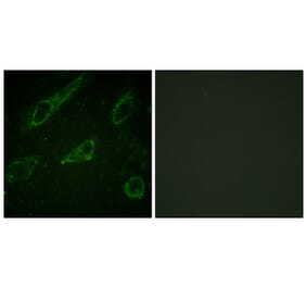 Immunofluorescence - Anti-c-Abl (phospho Tyr245) Antibody (A0624) - Antibodies.com