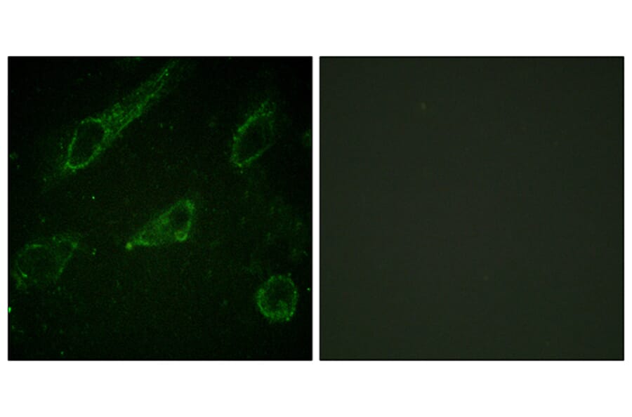 Immunofluorescence - Anti-c-Abl (phospho Tyr245) Antibody (A0624) - Antibodies.com