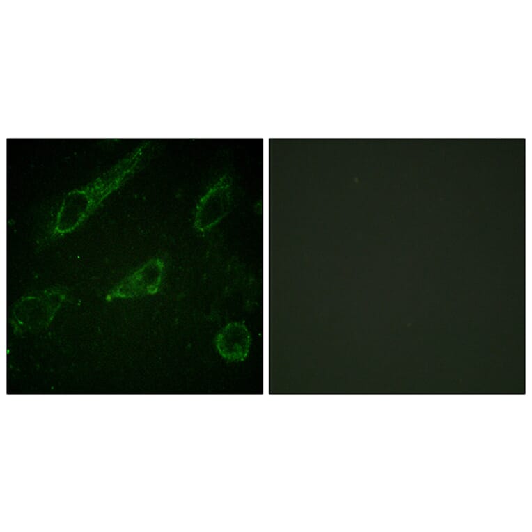 Immunofluorescence - Anti-c-Abl (phospho Tyr245) Antibody (A0624) - Antibodies.com