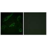 Immunofluorescence - Anti-c-Abl (phospho Tyr245) Antibody (A0624) - Antibodies.com