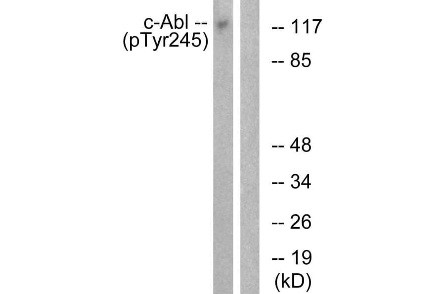 Western Blot - Anti-c-Abl (phospho Tyr245) Antibody (A0624) - Antibodies.com