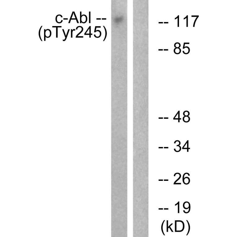 Western Blot - Anti-c-Abl (phospho Tyr245) Antibody (A0624) - Antibodies.com