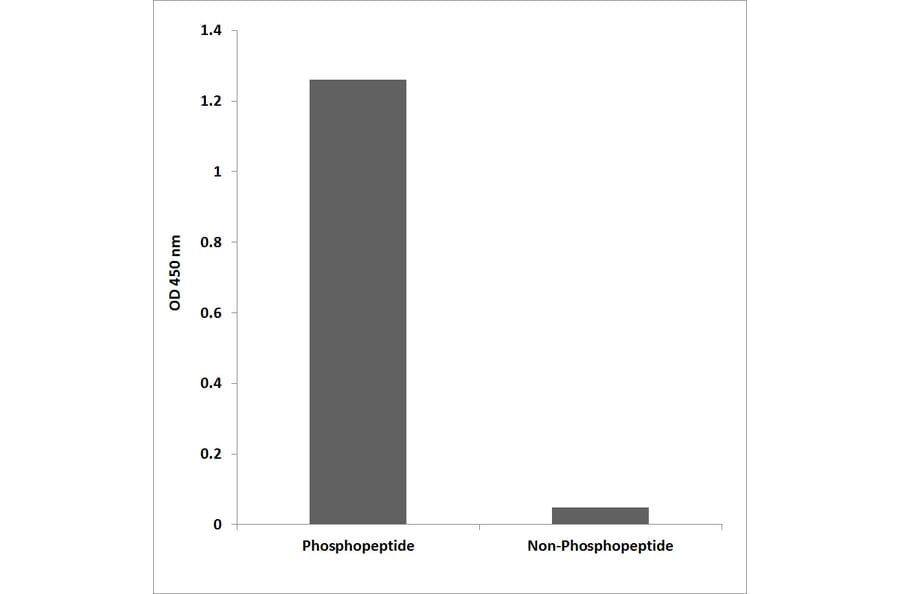 ELISA - Anti-SAPK (phospho Tyr185) Antibody (P12-1175) - Antibodies.com