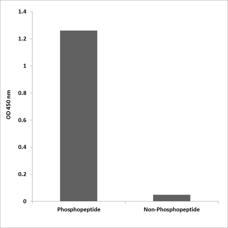 ELISA - Anti-SAPK (phospho Tyr185) Antibody (P12-1175) - Antibodies.com
