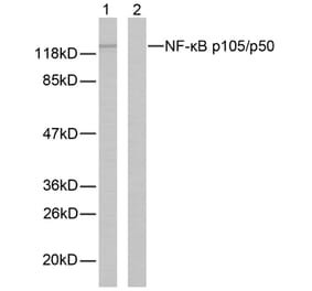 Western Blot - Anti-NF kappa B p105 / p50 Antibody (B7166) - Antibodies.com