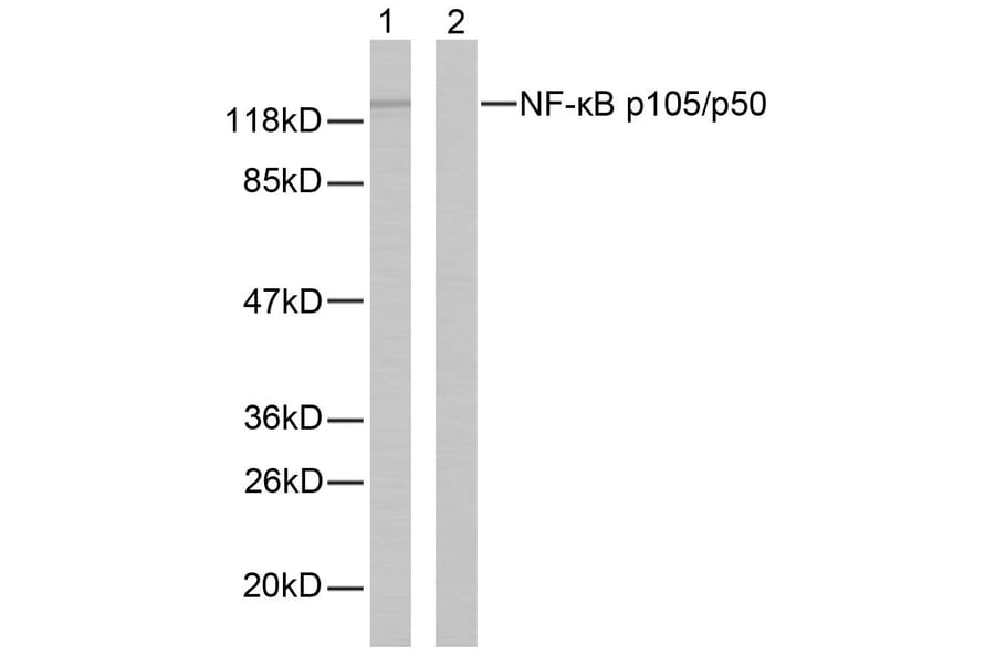 Western Blot - Anti-NF kappa B p105 / p50 Antibody (B7166) - Antibodies.com