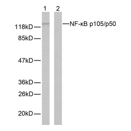 Western Blot - Anti-NF kappa B p105 / p50 Antibody (B7166) - Antibodies.com