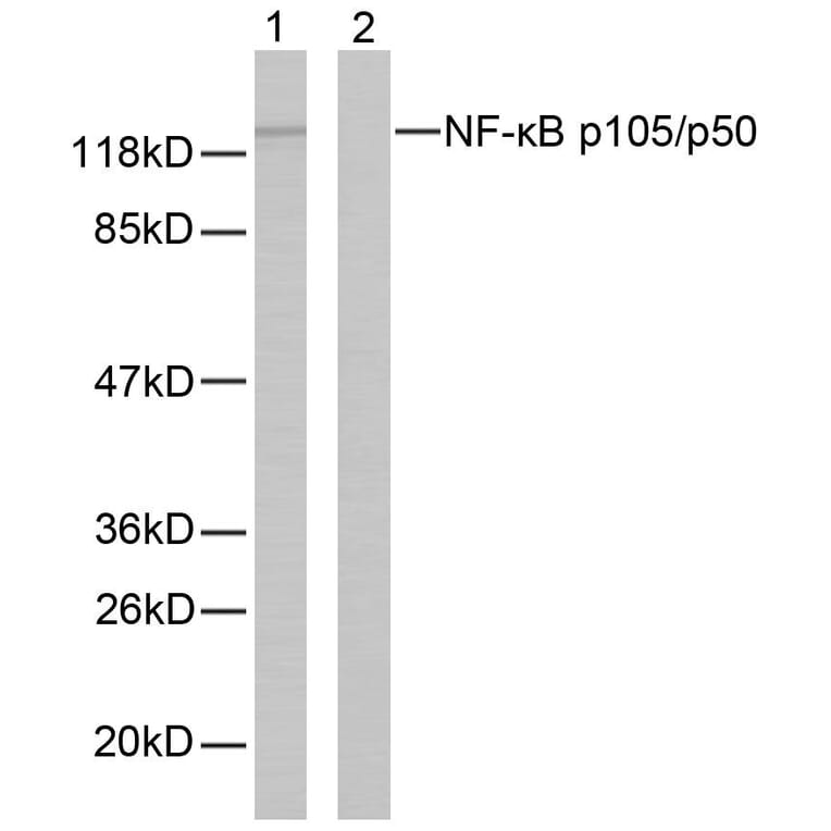 Western Blot - Anti-NF kappa B p105 / p50 Antibody (B7166) - Antibodies.com