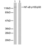 Western Blot - Anti-NF kappa B p105 / p50 Antibody (B7166) - Antibodies.com