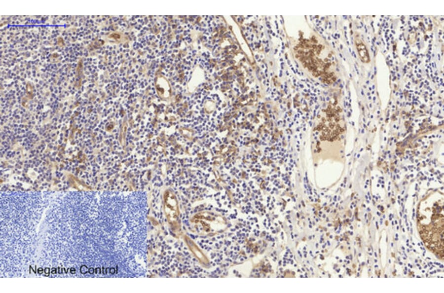 Immunohistochemistry - Anti-NF kappa B p105 / p50 Antibody (B7166) - Antibodies.com