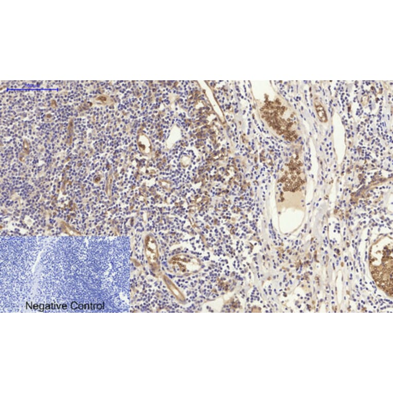 Immunohistochemistry - Anti-NF kappa B p105 / p50 Antibody (B7166) - Antibodies.com