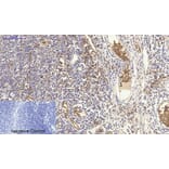 Immunohistochemistry - Anti-NF kappa B p105 / p50 Antibody (B7166) - Antibodies.com