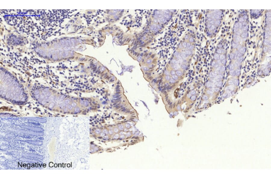 Immunohistochemistry - Anti-NF kappa B p105 / p50 Antibody (B7166) - Antibodies.com