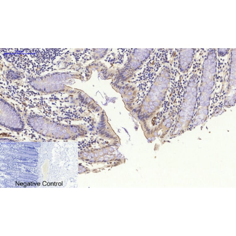 Immunohistochemistry - Anti-NF kappa B p105 / p50 Antibody (B7166) - Antibodies.com