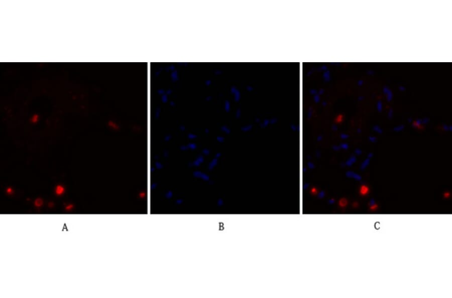 Immunofluorescence - Anti-NF kappa B p105 / p50 Antibody (B7166) - Antibodies.com