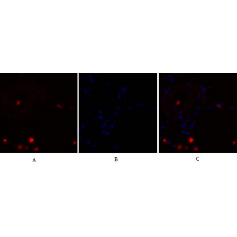 Immunofluorescence - Anti-NF kappa B p105 / p50 Antibody (B7166) - Antibodies.com