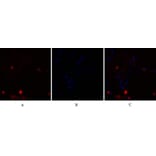 Immunofluorescence - Anti-NF kappa B p105 / p50 Antibody (B7166) - Antibodies.com