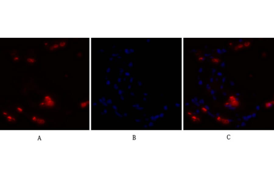 Immunofluorescence - Anti-NF kappa B p105 / p50 Antibody (B7166) - Antibodies.com