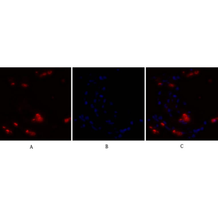 Immunofluorescence - Anti-NF kappa B p105 / p50 Antibody (B7166) - Antibodies.com