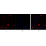 Immunofluorescence - Anti-NF kappa B p105 / p50 Antibody (B7166) - Antibodies.com