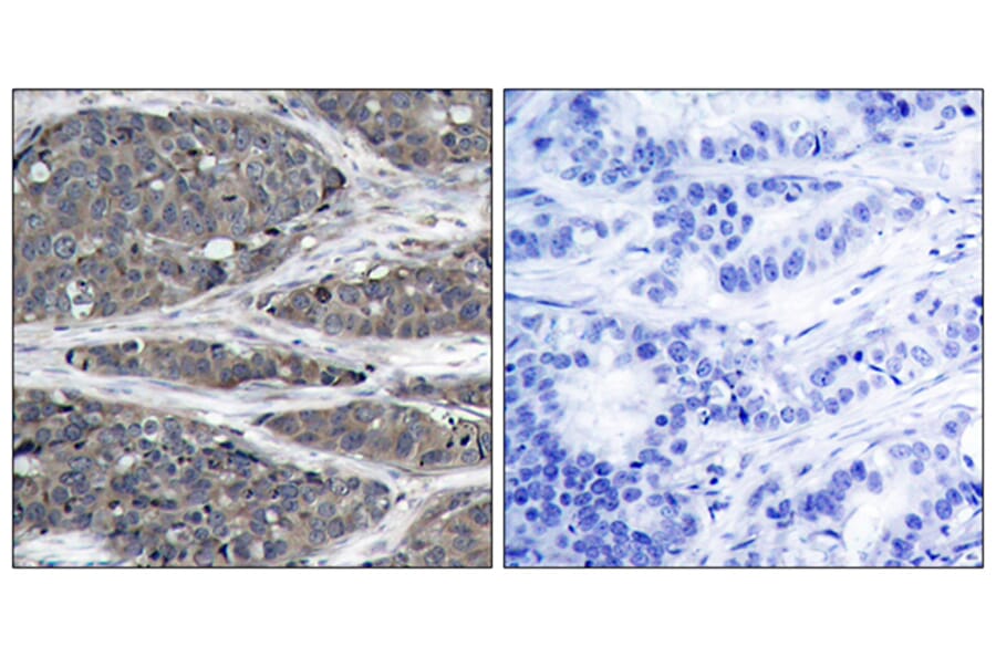 Immunohistochemistry - Anti-NF kappa B p105 / p50 Antibody (B7161) - Antibodies.com