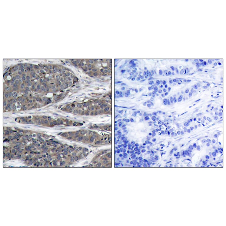 Immunohistochemistry - Anti-NF kappa B p105 / p50 Antibody (B7161) - Antibodies.com