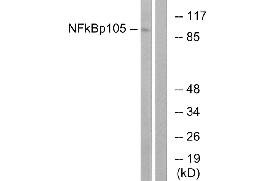 Western Blot - Anti-NF kappa B p105 / p50 Antibody (B7161) - Antibodies.com