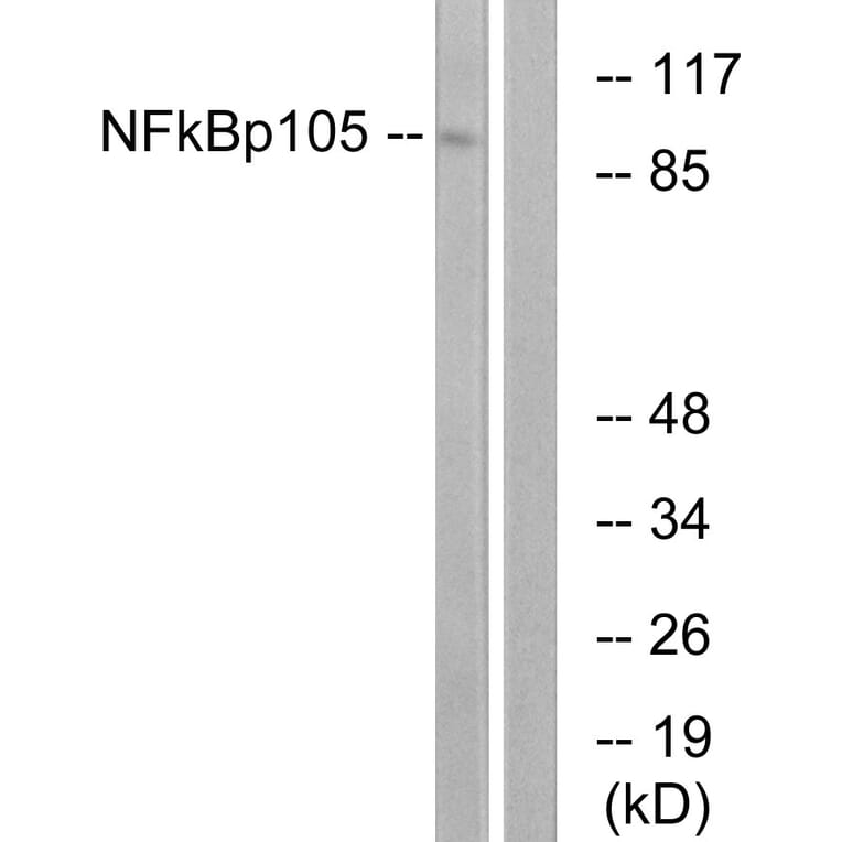 Western Blot - Anti-NF kappa B p105 / p50 Antibody (B7161) - Antibodies.com