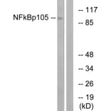 Western Blot - Anti-NF kappa B p105 / p50 Antibody (B7161) - Antibodies.com