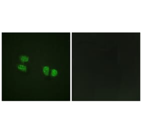 Immunofluorescence - Anti-DDX5 (phospho Tyr593) Antibody (A0903) - Antibodies.com