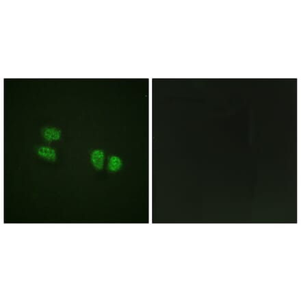 Immunofluorescence - Anti-DDX5 (phospho Tyr593) Antibody (A0903) - Antibodies.com