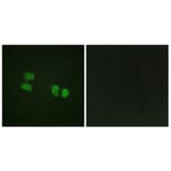 Immunofluorescence - Anti-DDX5 (phospho Tyr593) Antibody (A0903) - Antibodies.com