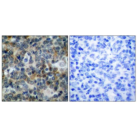 Immunohistochemistry - Anti-VASP (phospho Ser238) Antibody (A7250) - Antibodies.com