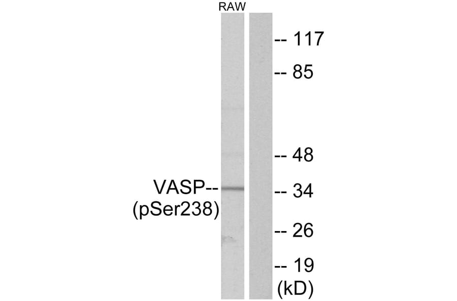 Western Blot - Anti-VASP (phospho Ser238) Antibody (A7250) - Antibodies.com