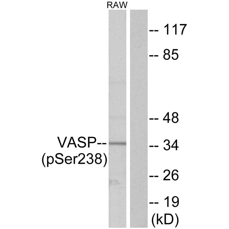 Western Blot - Anti-VASP (phospho Ser238) Antibody (A7250) - Antibodies.com