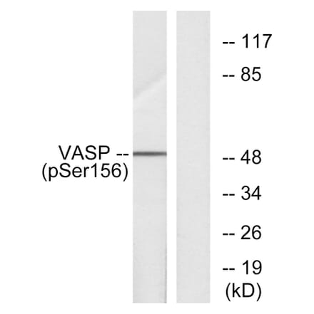 Western Blot - Anti-VASP (phospho Ser157) Antibody (A7249) - Antibodies.com