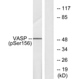 Western Blot - Anti-VASP (phospho Ser157) Antibody (A7249) - Antibodies.com