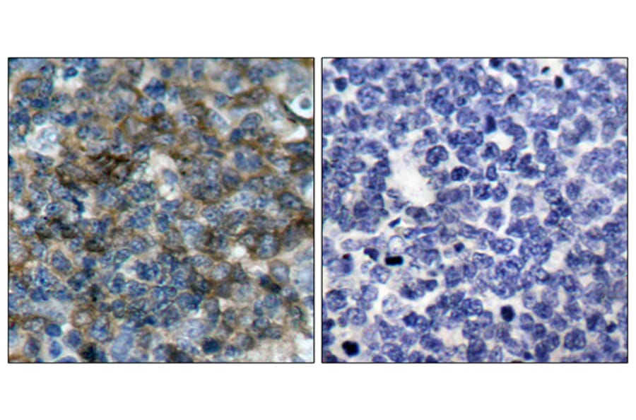 Immunohistochemistry - Anti-VASP (phospho Ser157) Antibody (A7249) - Antibodies.com