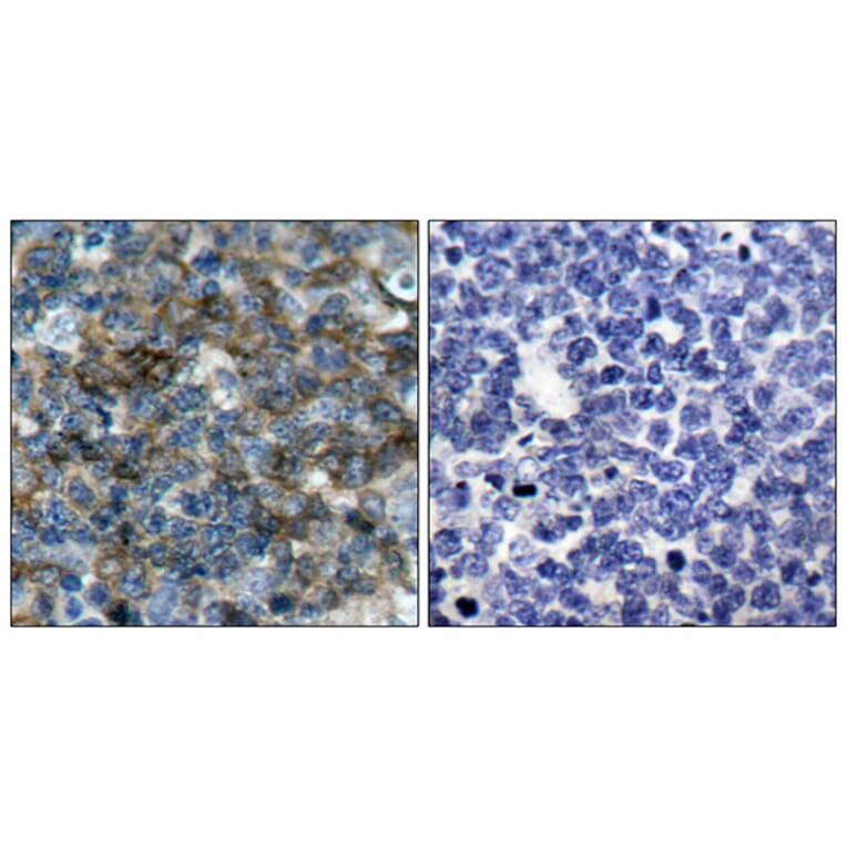 Immunohistochemistry - Anti-VASP (phospho Ser157) Antibody (A7249) - Antibodies.com