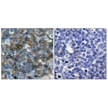 Immunohistochemistry - Anti-VASP (phospho Ser157) Antibody (A7249) - Antibodies.com