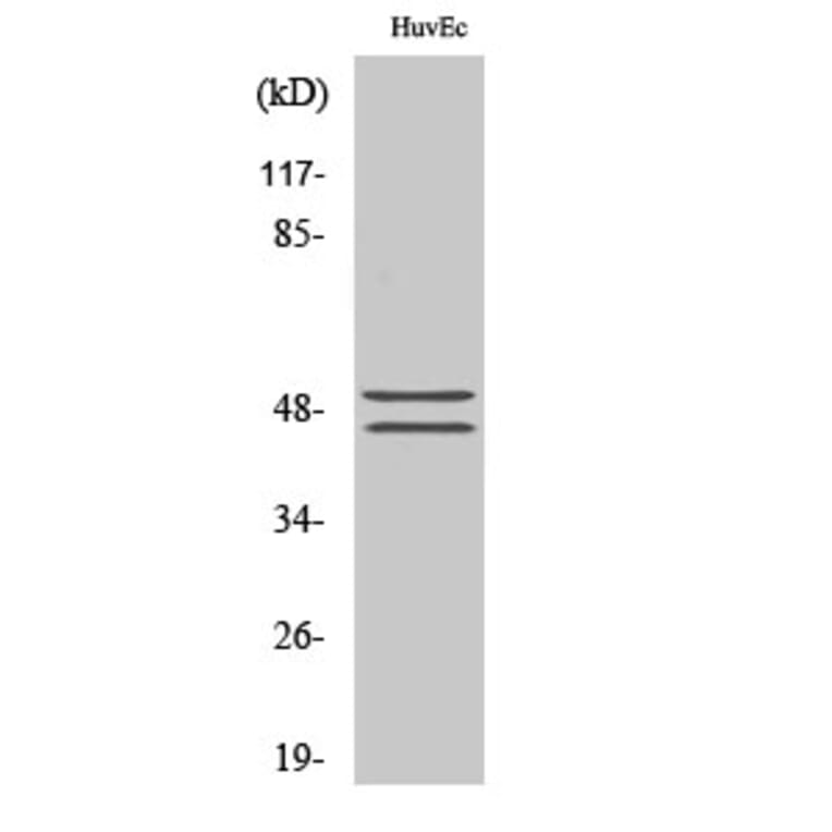 Western Blot - Anti-VASP (phospho Ser157) Antibody (A7249) - Antibodies.com