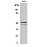 Western Blot - Anti-VASP (phospho Ser157) Antibody (A7249) - Antibodies.com