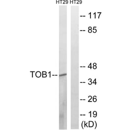 Western Blot - Anti-TOB1 (phospho Ser164) Antibody (A8438) - Antibodies.com