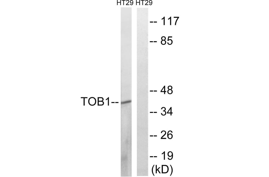Western Blot - Anti-TOB1 (phospho Ser164) Antibody (A8438) - Antibodies.com