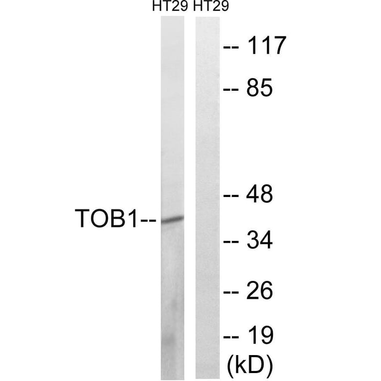 Western Blot - Anti-TOB1 (phospho Ser164) Antibody (A8438) - Antibodies.com