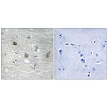 Immunohistochemistry - Anti-TOB1 (phospho Ser164) Antibody (A8438) - Antibodies.com