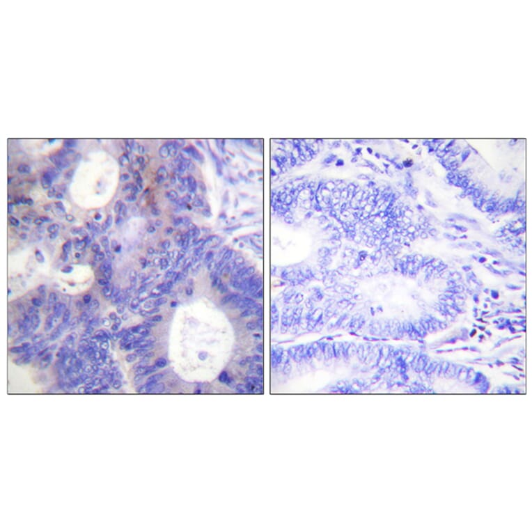 Immunohistochemistry - Anti-TEBP (phospho Ser113) Antibody (A0583) - Antibodies.com
