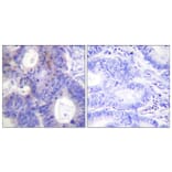 Immunohistochemistry - Anti-TEBP (phospho Ser113) Antibody (A0583) - Antibodies.com